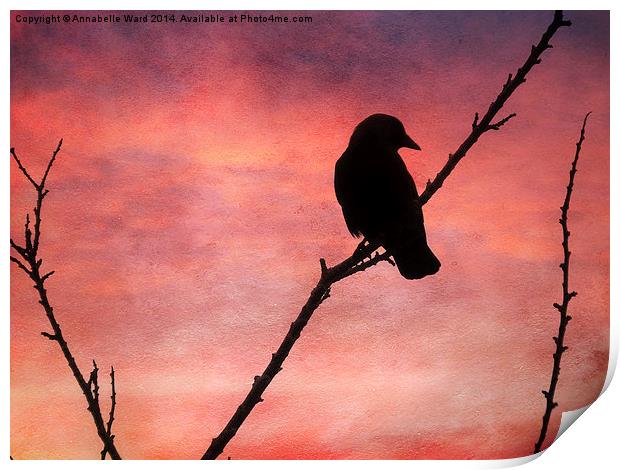  Jackdaw Sunset. Print by Annabelle Ward