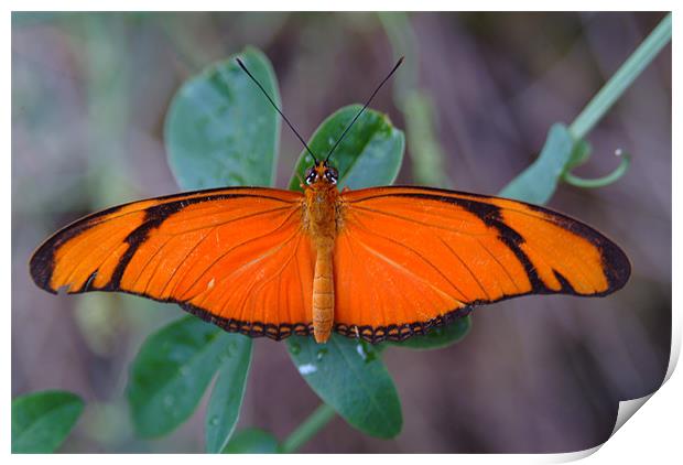 Orange Butterfly Print by Adrian Thurm