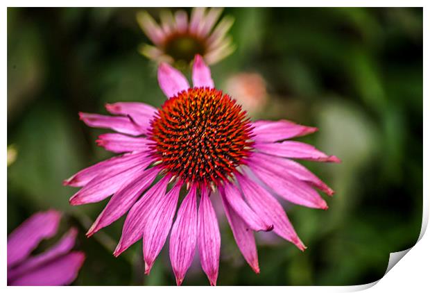 Pink Flower Print by Adrian Thurm