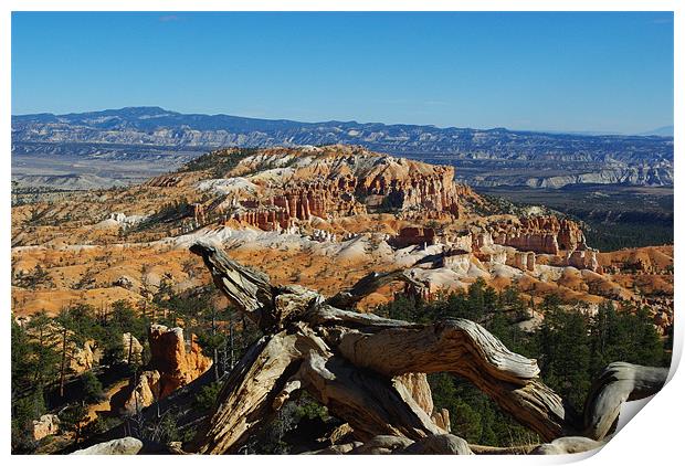 Dry log over Bryce Canyon Print by Claudio Del Luongo