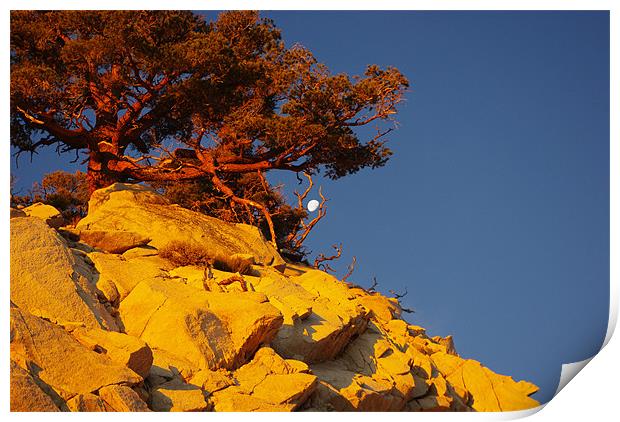 Tree and Moon on Rock at sunrise Print by Claudio Del Luongo