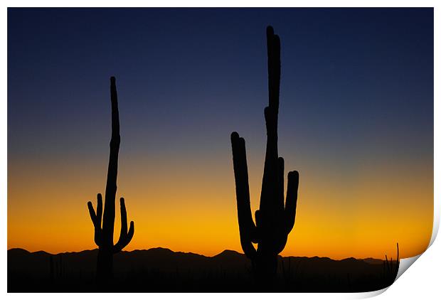 Saguaro sunset near Tucson, Arizona Print by Claudio Del Luongo