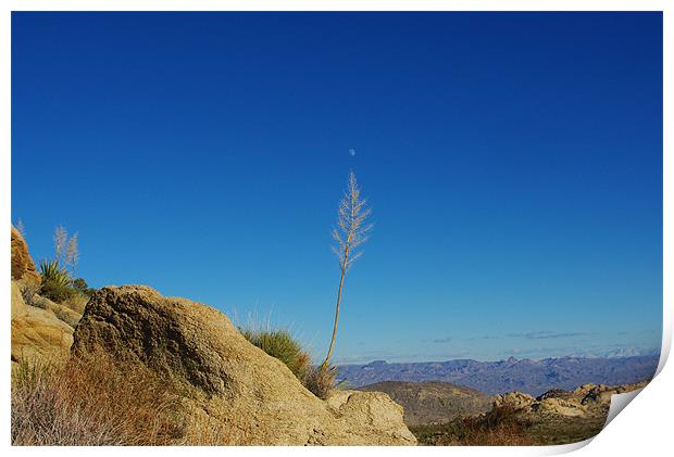 Near Christmas Tree Pass, Nevada Print by Claudio Del Luongo