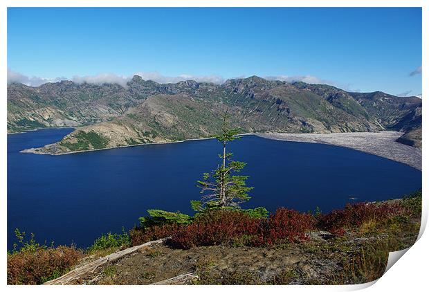 Lonely tree on Spirit Lake, Washington Print by Claudio Del Luongo