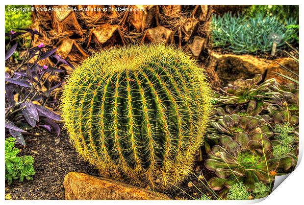  Botanical Cactus Print by Chris Archer