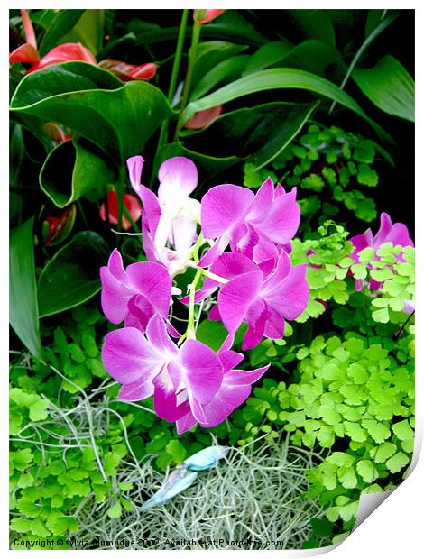 The Purple Orchid Print by sylvia plumridge