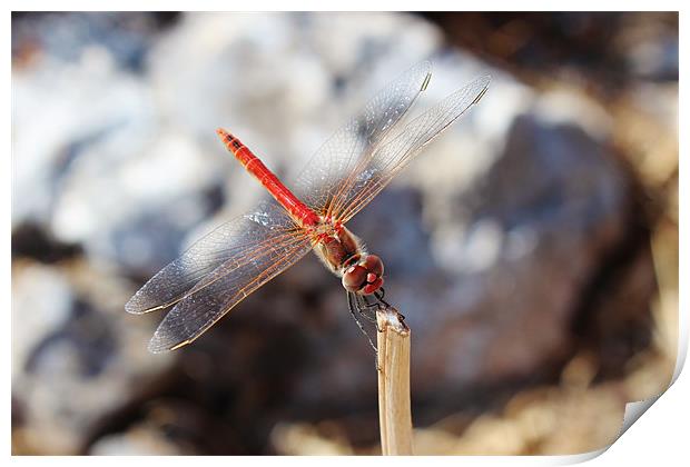Red Veined Darter Dragonfly Print by Paula Guy
