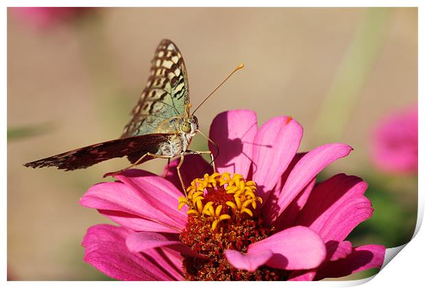 Butterfly on a pink flower Print by Paula Guy