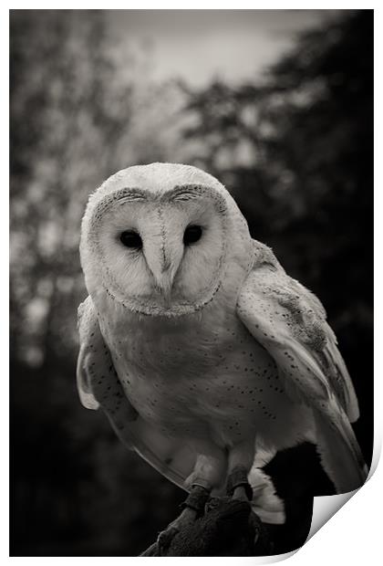 Barn Owl Print by craig beattie