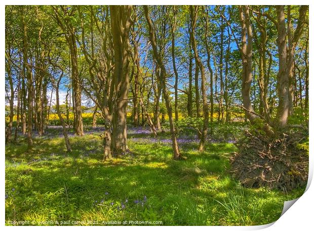 Rapeseed field behind bluebell woods Print by yvonne & paul carroll