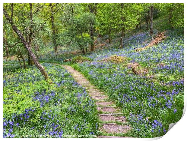 Bluebell woods in Inchcailloch Print by yvonne & paul carroll