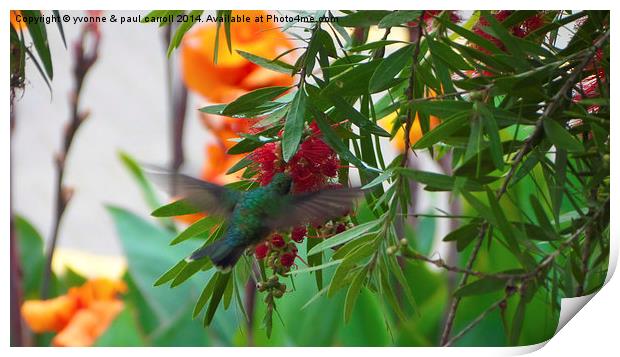 Hummingbird Print by yvonne & paul carroll