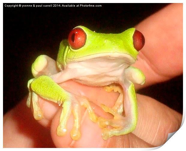 Enchanting Red-Eyed Tree Frog in Costa Rica Print by yvonne & paul carroll