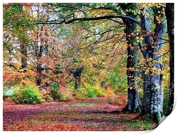  Autumn walk Print by yvonne & paul carroll