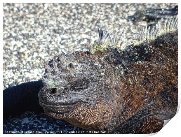 Galapagos marine iguana close-up Print by yvonne & paul carroll