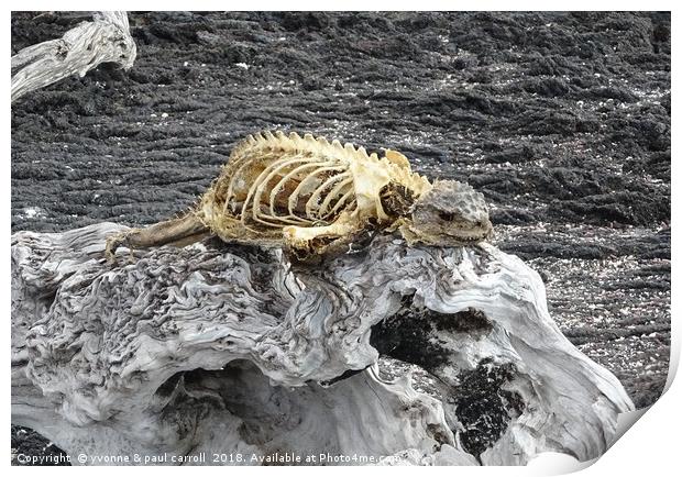 Carcass of a dead Galapagos marine iguana Print by yvonne & paul carroll