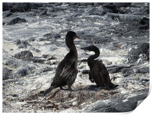 Galapagos flightless cormorants - father and baby Print by yvonne & paul carroll