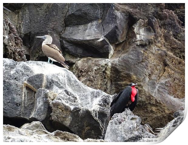 Galapagos blue footed booby and frigate birds Print by yvonne & paul carroll