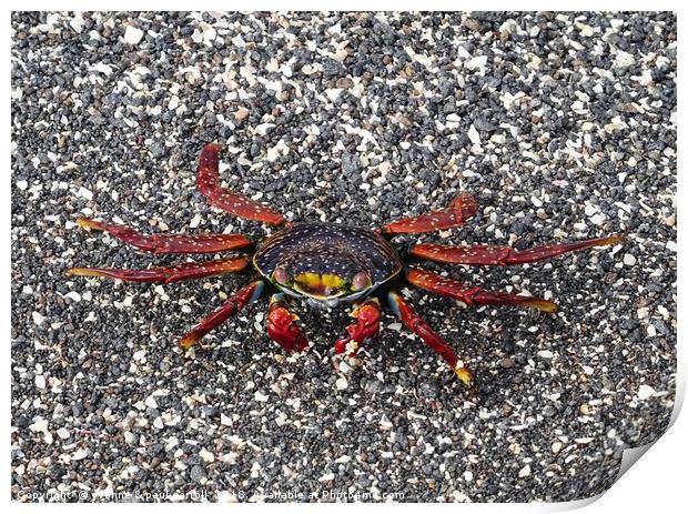 Galapagos "Sally Lightfoot" crab Print by yvonne & paul carroll