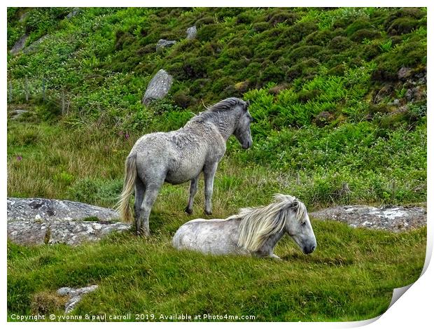 Semi wild ponies, Outer Hebrides, South Uist Print by yvonne & paul carroll