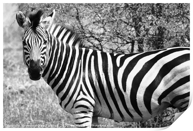 Zebra in B&W, South Africa Print by yvonne & paul carroll
