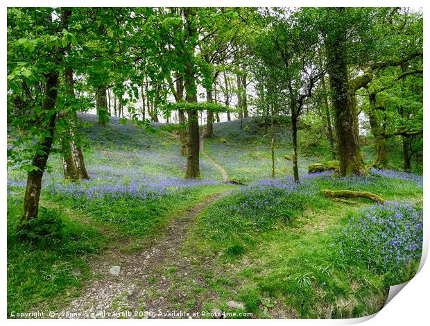 Lake District bluebells                          Print by yvonne & paul carroll