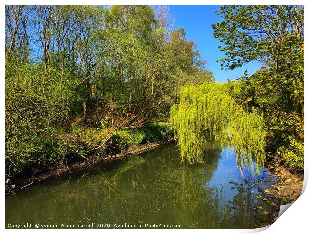 Weeping willow on the river Kelvin Print by yvonne & paul carroll
