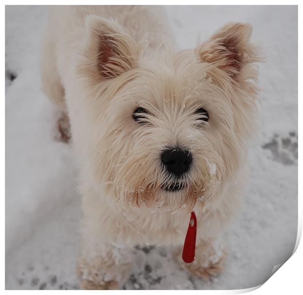 West Highland Terrier in the snow Print by Lynne Easton