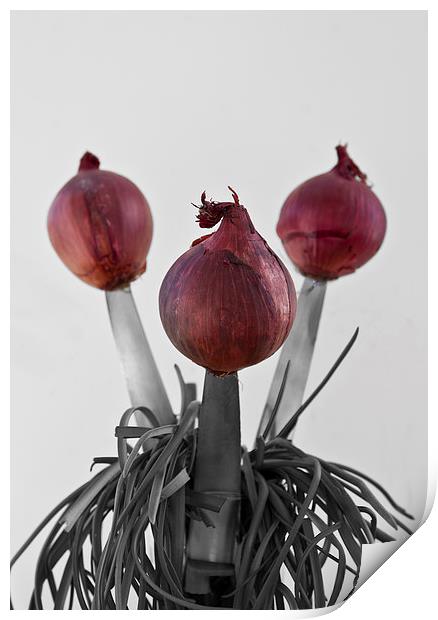 RED ONIONS Print by David Pacey