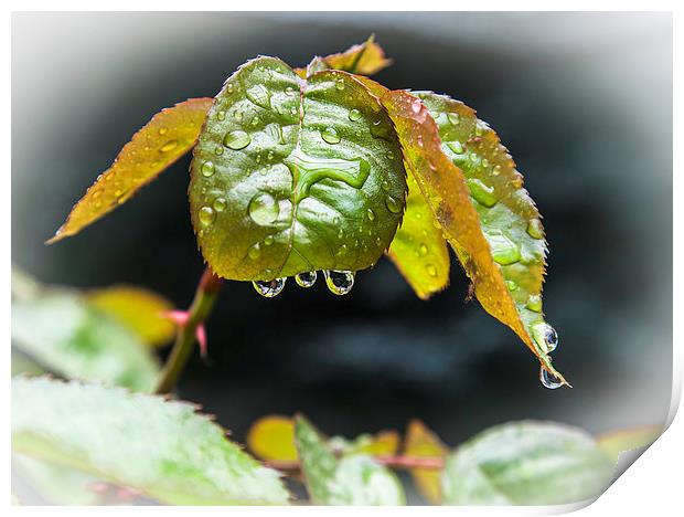 waterdrops on leaf Print by David Pacey