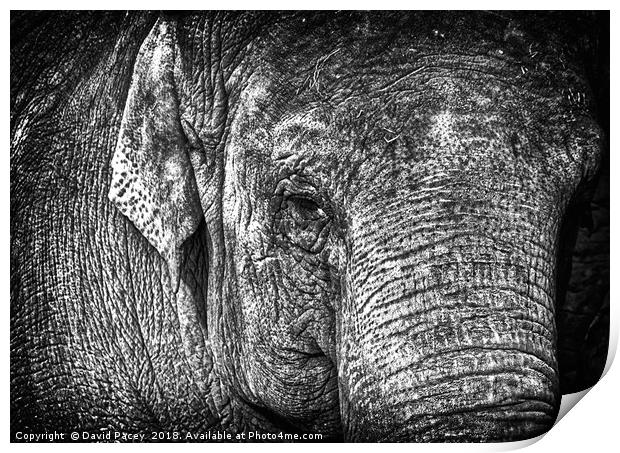 Elephant Print by David Pacey