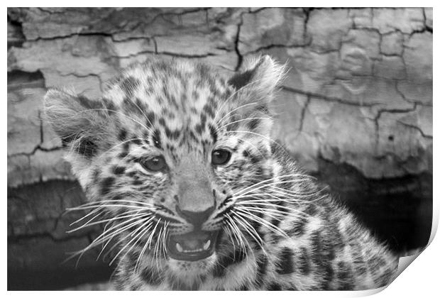 Amur Leopard Cub Print by Selena Chambers