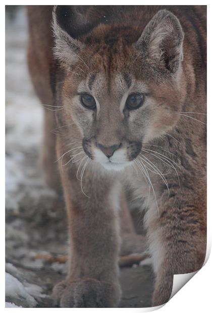 Puma Cub in the Snow Print by Selena Chambers
