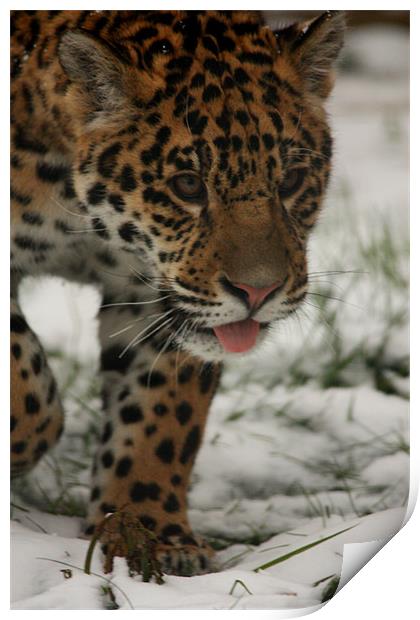 Jaguar in Snow Print by Selena Chambers