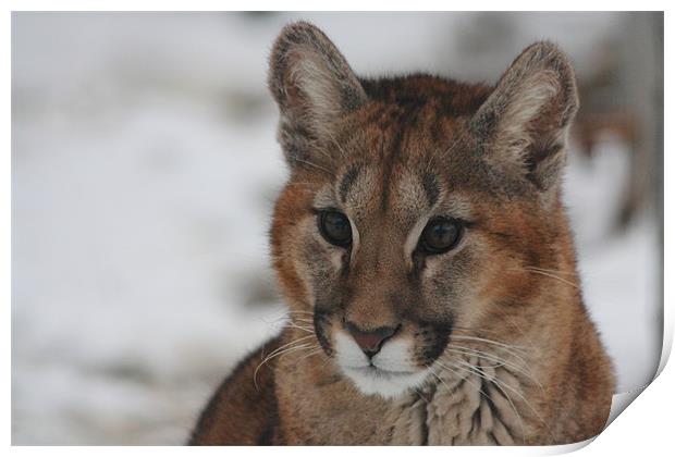 Puma Cub in Snow Print by Selena Chambers