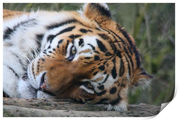 Sleepy Tiger Print by Selena Chambers
