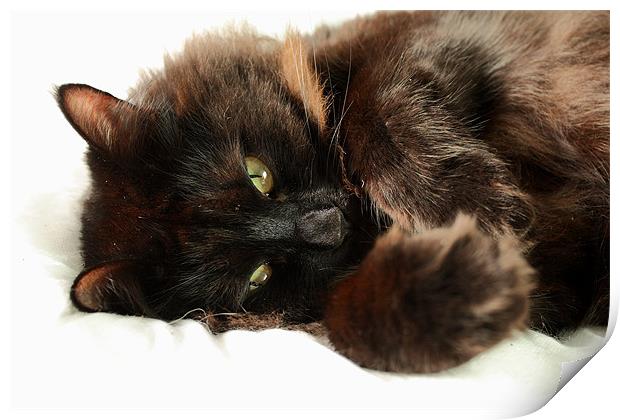 Cat Posing Print by Selena Chambers