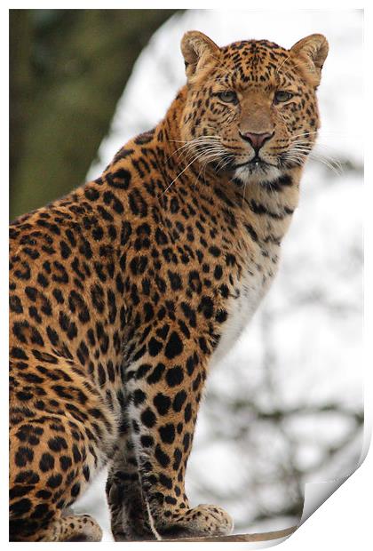 North Chinese Leopard Print by Selena Chambers
