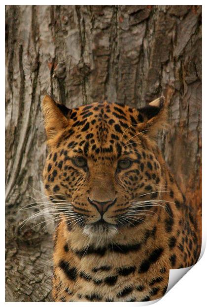 North Chinese Leopard Print by Selena Chambers