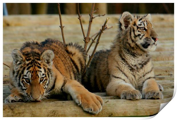 Amur Tiger Cubs Print by Selena Chambers