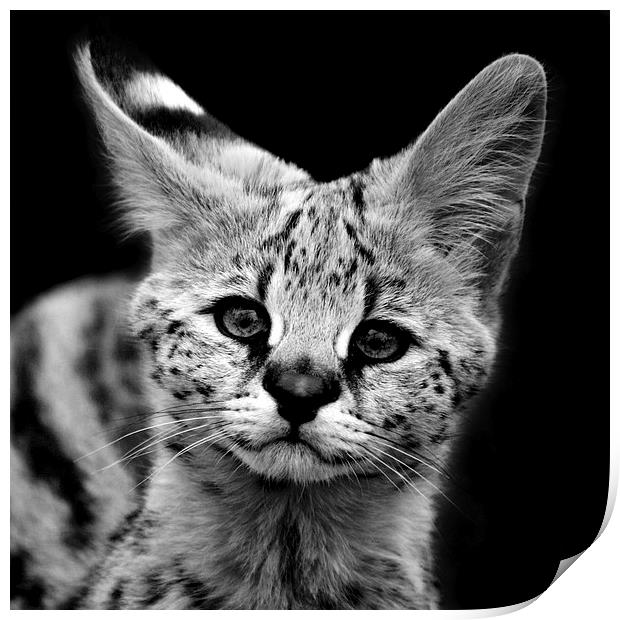 Serval Kitten Print by Selena Chambers