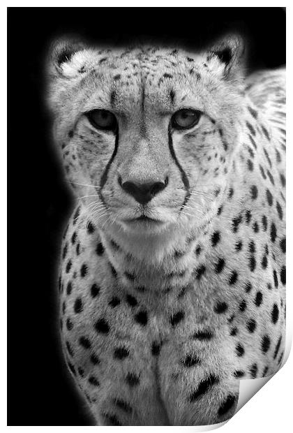 Cheetah Print by Selena Chambers