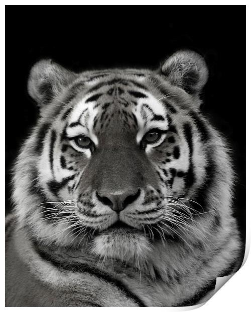 Siberian Tiger Print by Selena Chambers
