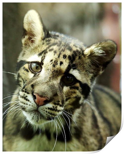 Clouded Leopard Print by Selena Chambers