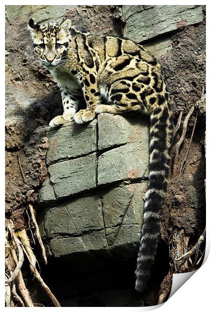 Clouded Leopard Print by Selena Chambers