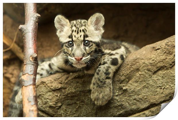  Clouded leopard cub Print by Selena Chambers