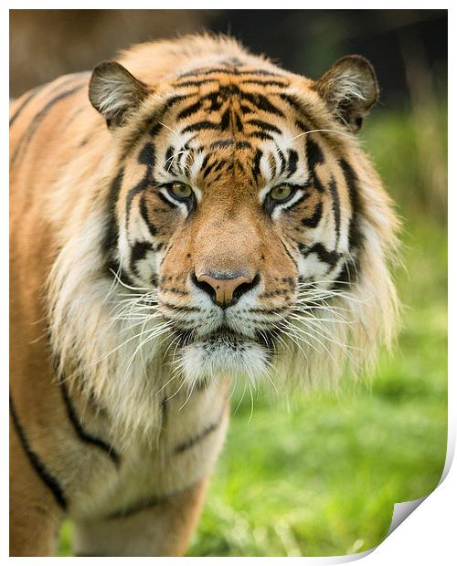  Sumatran tiger Print by Selena Chambers