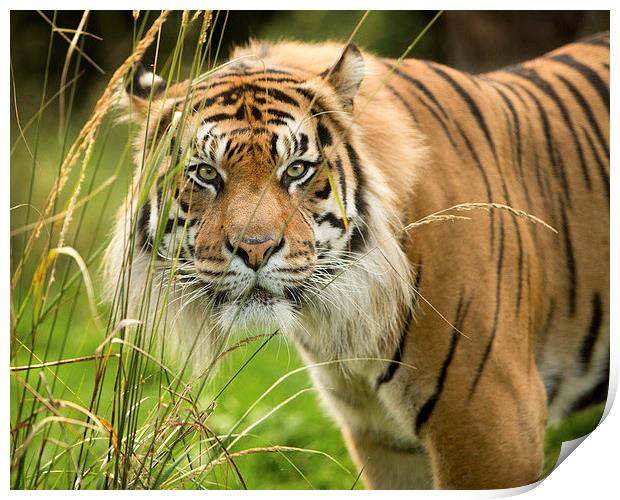  Sumatran tiger  Print by Selena Chambers