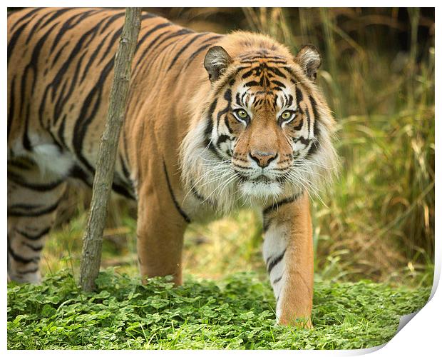  Sumatran tiger Print by Selena Chambers