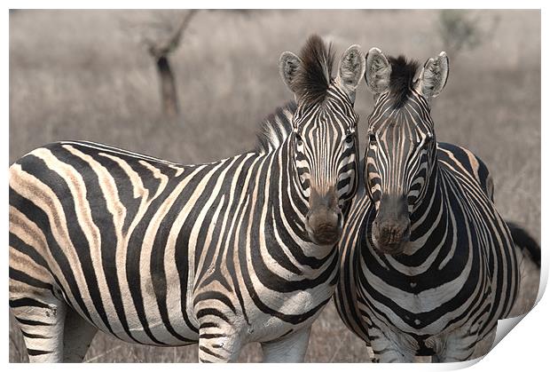 Posing  Zebras Print by George Pritchard